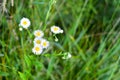 Beautiful blooming daisy field. Spring Easter flowers. Summer camomile meadow in the garden. Royalty Free Stock Photo