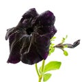 Beautiful blooming dark petunia flower is isolated on white back Royalty Free Stock Photo