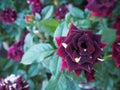Blooming dark red rose on green background. Royalty Free Stock Photo
