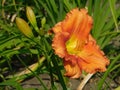 beautiful blooming daylily with orange petals and green leaves growing in the garden