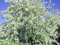 Beautiful blooming of decorative Apple tree. Many types of Apple trees are grown as ornamental plants in gardens and parks. Royalty Free Stock Photo