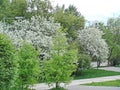 Beautiful blooming of decorative Apple tree. Many types of Apple trees are grown as ornamental plants in gardens and parks. Royalty Free Stock Photo