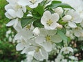 Beautiful blooming of decorative Apple tree. Many types of Apple trees are grown as ornamental plants in gardens and parks. Royalty Free Stock Photo