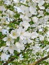 Beautiful blooming of decorative Apple tree. Many types of Apple trees are grown as ornamental plants in gardens and parks. Royalty Free Stock Photo