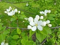 Beautiful blooming of decorative Apple tree. Many types of Apple trees are grown as ornamental plants in gardens and parks. Royalty Free Stock Photo