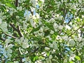 Beautiful blooming of decorative Apple tree. Many types of Apple trees are grown as ornamental plants in gardens and parks. Royalty Free Stock Photo