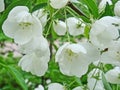 Beautiful blooming of decorative Apple tree. Many types of Apple trees are grown as ornamental plants in gardens and parks. Royalty Free Stock Photo