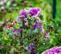 Beautiful blooming decorative cabbage