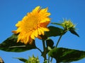 beautiful blooming decorative sunflowers against the blue sky