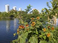 beautiful blooming decorative sunflowers growing over the water lake