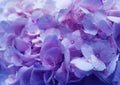 Beautiful blooming delicate pink texture of hydrangea flowers, close-up view. Pink purple pastel floral background Royalty Free Stock Photo