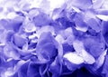 Beautiful blooming delicate violet texture of hydrangea flowers, close-up view. Purple pastel floral background Royalty Free Stock Photo