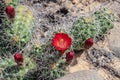 Beautiful blooming desert cactus flower Royalty Free Stock Photo