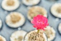 Beautiful blooming desert cactus flower in pot at garden, Selective focus of red flower blossoming cactus in natural Royalty Free Stock Photo