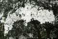 Beautiful blooming Dogwood tree Royalty Free Stock Photo