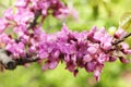 Beautiful blooming eastern redbud on sunny spring day, closeup