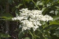 Beautiful Blooming elder flower, Sambucus nigra Royalty Free Stock Photo