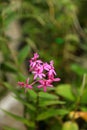 Beautiful blooming epidendrum secundum orchid Royalty Free Stock Photo