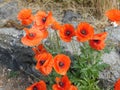 beautiful blooming field poppies with red petals growing near a stone wall Royalty Free Stock Photo
