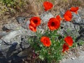 beautiful blooming field poppies with red petals growing near a stone wall Royalty Free Stock Photo