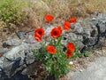 beautiful blooming field poppies with red petals growing near a stone wall Royalty Free Stock Photo