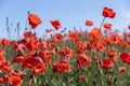 Beautiful blooming field of red poppy slopes on summer sunny day with background of blue sky Royalty Free Stock Photo