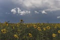 A beautiful blooming field of yellow sunflower Royalty Free Stock Photo