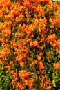 Beautiful blooming firecracker flowers in the garden