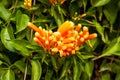 Beautiful blooming firecracker flowers in the garden