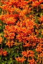 Beautiful blooming firecracker flowers in the garden