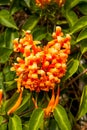 Beautiful blooming firecracker flowers in the garden