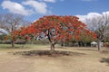 Beautiful blooming Flame tree Royalty Free Stock Photo
