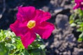 Beautiful blooming flower bright red pink petal yellow center blurred background Royalty Free Stock Photo
