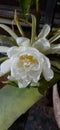 A beautiful blooming flower of cactus varietie