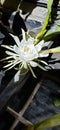A beautiful blooming flower of cactus varietie