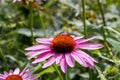 Beautiful blooming flower of Echinacea purpurea closeup. Macro photography of a flower. Floral background for design. Royalty Free Stock Photo