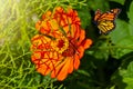 Beautiful blooming flower. Spring-summer garden and flying butterfly on blurred sunny shiny glowing background, fairy tale nature