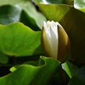 Beautiful blooming flower - white water lily on a pond. (Nymphaea alba) Natural colored blurred background. Royalty Free Stock Photo