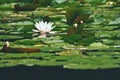 Beautiful blooming flower - white water lily on a pond. (Nymphaea alba) Natural colored blurred background. Royalty Free Stock Photo