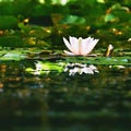 Beautiful blooming flower - white water lily on a pond. (Nymphaea alba) Natural colored blurred background. Royalty Free Stock Photo