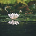 Beautiful blooming flower - white water lily on a pond. (Nymphaea alba) Natural colored blurred background. Royalty Free Stock Photo