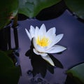 Beautiful blooming flower - white water lily on a pond. (Nymphaea alba) Natural colored blurred background. Royalty Free Stock Photo