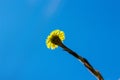 A beautiful blooming flower of yellow against a clear and blue sky. Royalty Free Stock Photo