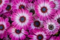 Beautiful blooming flowers of African daisies Royalty Free Stock Photo