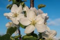 Beautiful blooming flowers of a apple tree with blue sky. Macro photo, flowers of apple. Apple Trees have pretty flowers Royalty Free Stock Photo