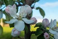 Beautiful blooming flowers of a apple tree with blue sky. Macro photo, flowers of apple. Apple Trees have pretty flowers Royalty Free Stock Photo