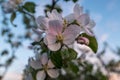 Beautiful blooming flowers of a apple tree with blue sky. Macro photo, flowers of apple. Apple Trees have pretty flowers Royalty Free Stock Photo