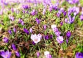 Beautiful blooming flowers crocuses in the forest. Bright scenery growing plant, green leaves with purple flowers. Fresh Royalty Free Stock Photo
