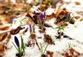 Beautiful blooming flowers crocuses with snow in the forest. Bright scenery growing plant, leaves with purple flowers. Fresh Royalty Free Stock Photo