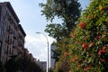 Beautiful Blooming Flowers on a Fence along a Street in Williamsburg Brooklyn during Summer Royalty Free Stock Photo